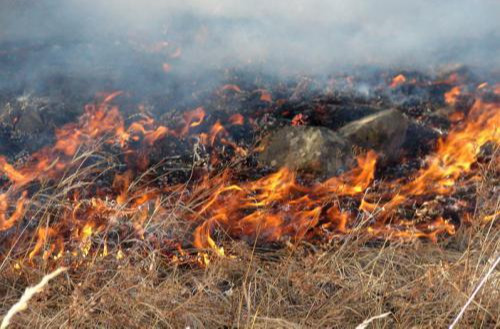 Сүүлийн 10 хоногт 21 удаагийн ой, хээрийн түймрийн дуудлага бүртгэгджээ